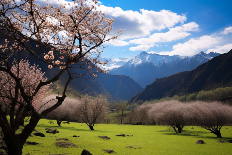蓝天白云下的粉色待开放的樱花桃花树,高清,摄影图,摄影图片,图片大全,摄影图免费下载